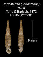 Sivun Tetrentodon nanus C. de la Torre & Bartsch 1972 kuva