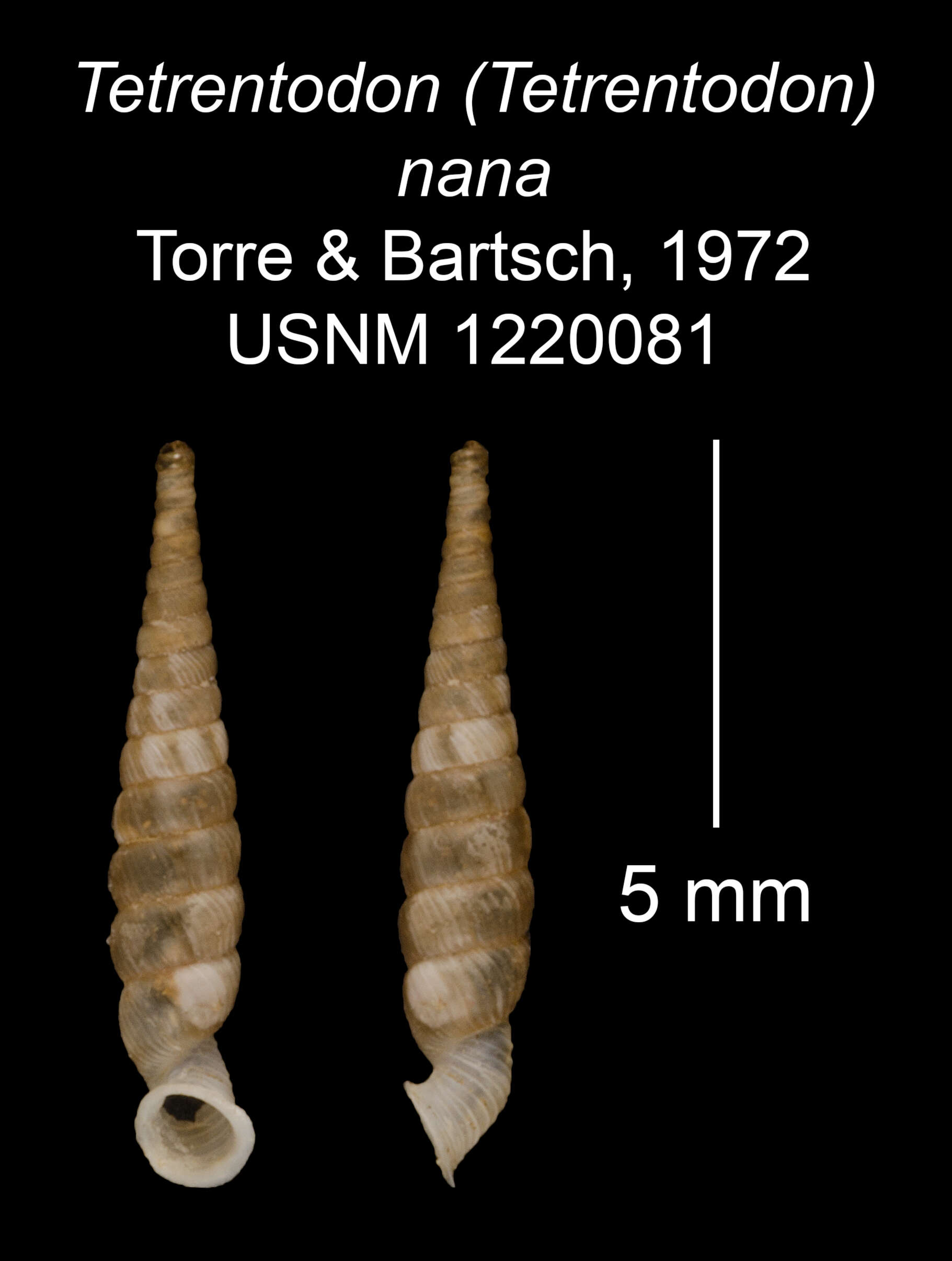 Image of Tetrentodon nanus C. de la Torre & Bartsch 1972