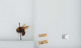 Imagem de Bombus californicus Smith 1854