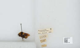 صورة Bombus robustus Smith 1854