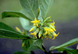 Plancia ëd Geniostoma hedyosmifolium (Baill.) Byng & Christenh.