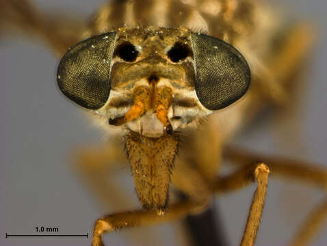 Image of Haematopota athlyna Goodwin 1981