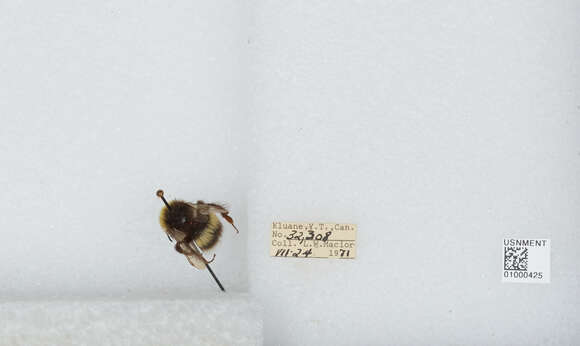 Image of White-tailed bumblebee