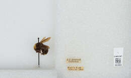 Image of Vosnesensky Bumble Bee