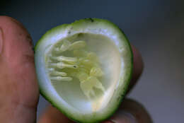 Image of Passiflora L.