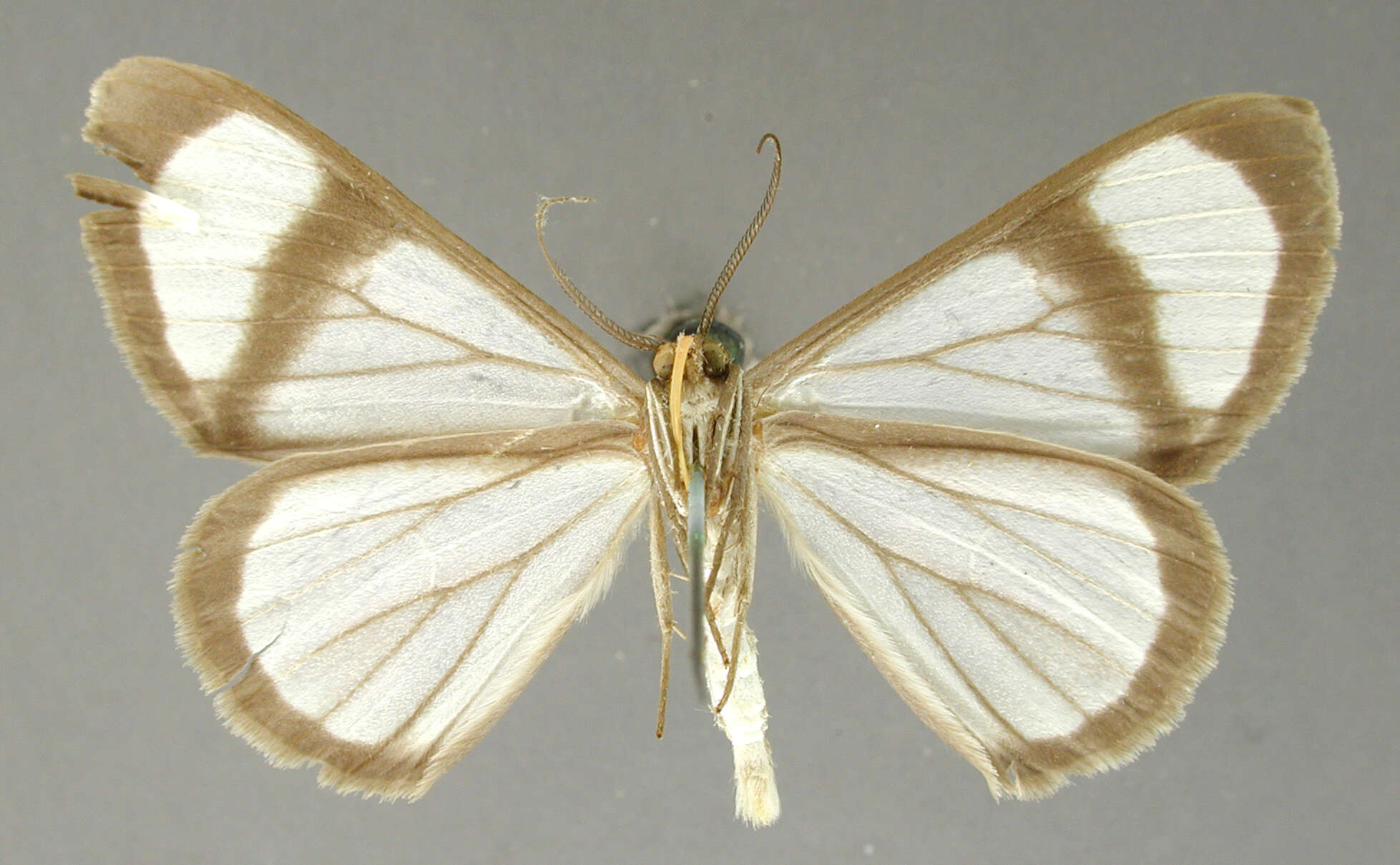 Image of Perigramma fuscipalpata Dognin 1923