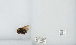 Imagem de Bombus californicus Smith 1854