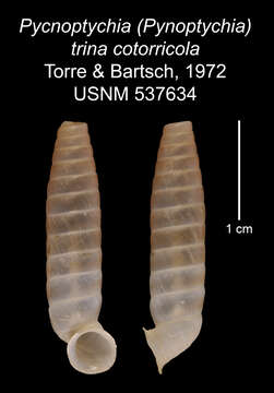 Image de Pycnoptychia trina cotorricola C. Torre & Bartsch 1972