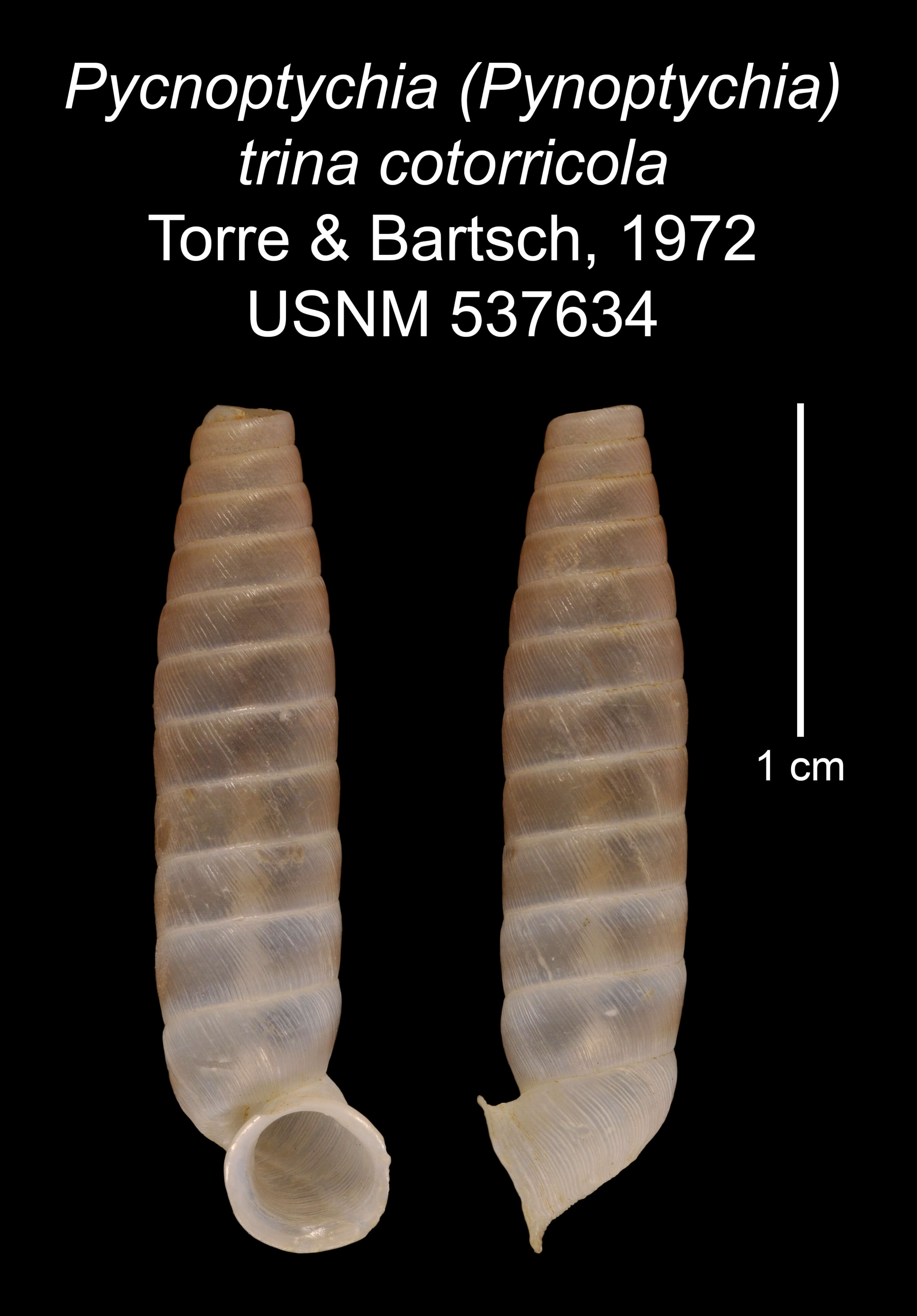 Imagem de Pycnoptychia trina cotorricola C. Torre & Bartsch 1972