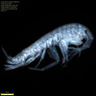 Image of Amphipoda