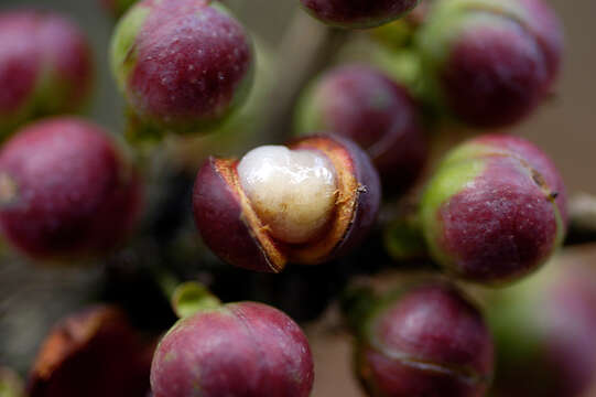 Image of Doliocarpus dentatus (Aublet) Standl.