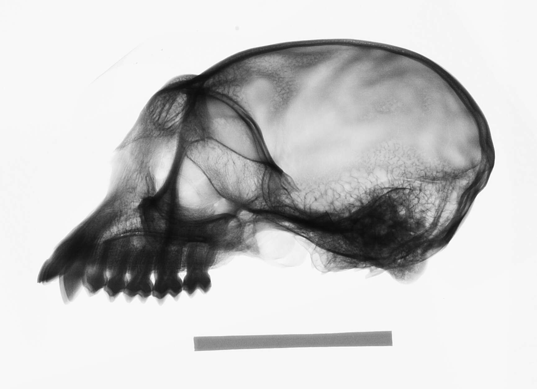 Image of Trachypithecus cristatus cristatus (Raffles 1821)
