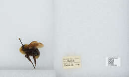 Image de Bombus insularis (Smith 1861)