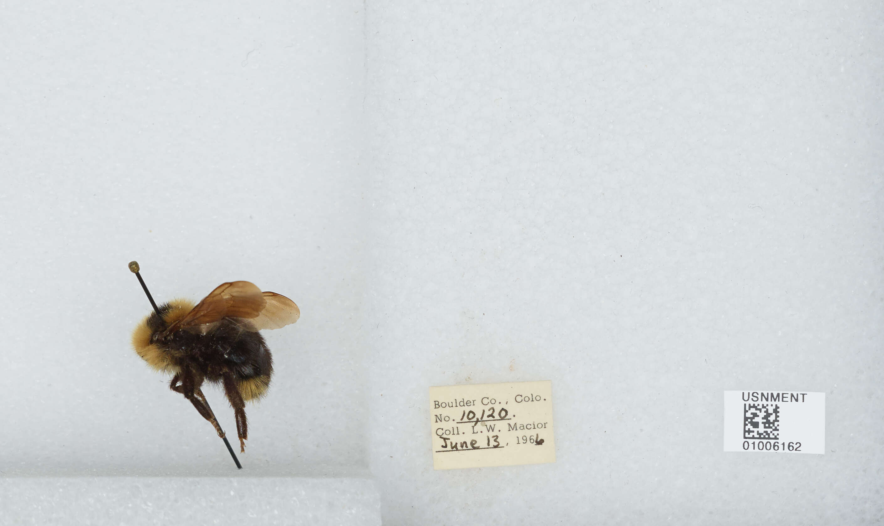 Image de Bombus insularis (Smith 1861)