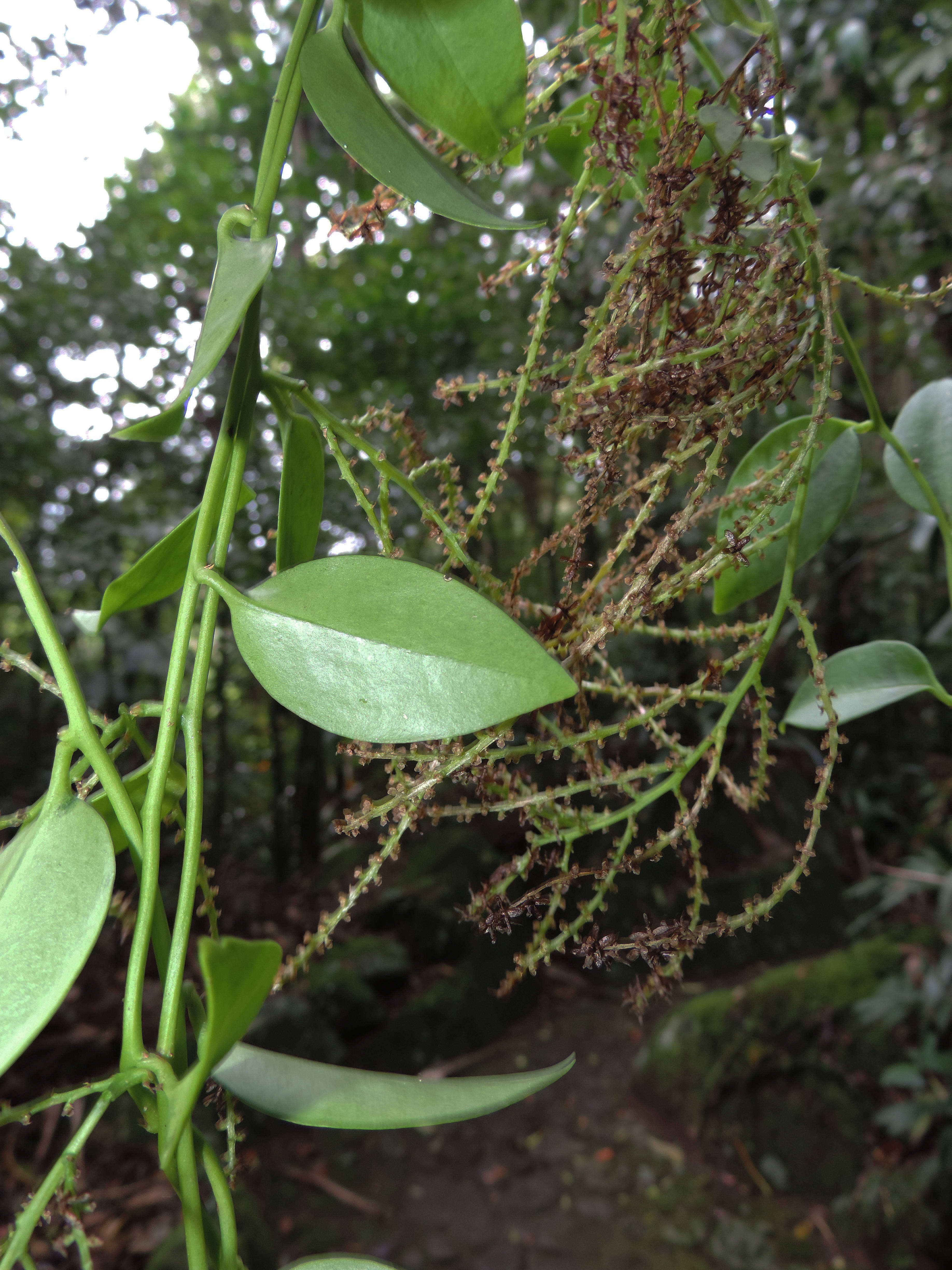 صورة Anredera tucumanensis (Lillo & Hauman) C. R. Sperling