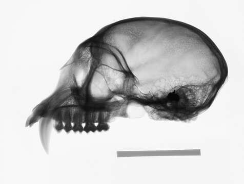 Image of Trachypithecus cristatus cristatus (Raffles 1821)