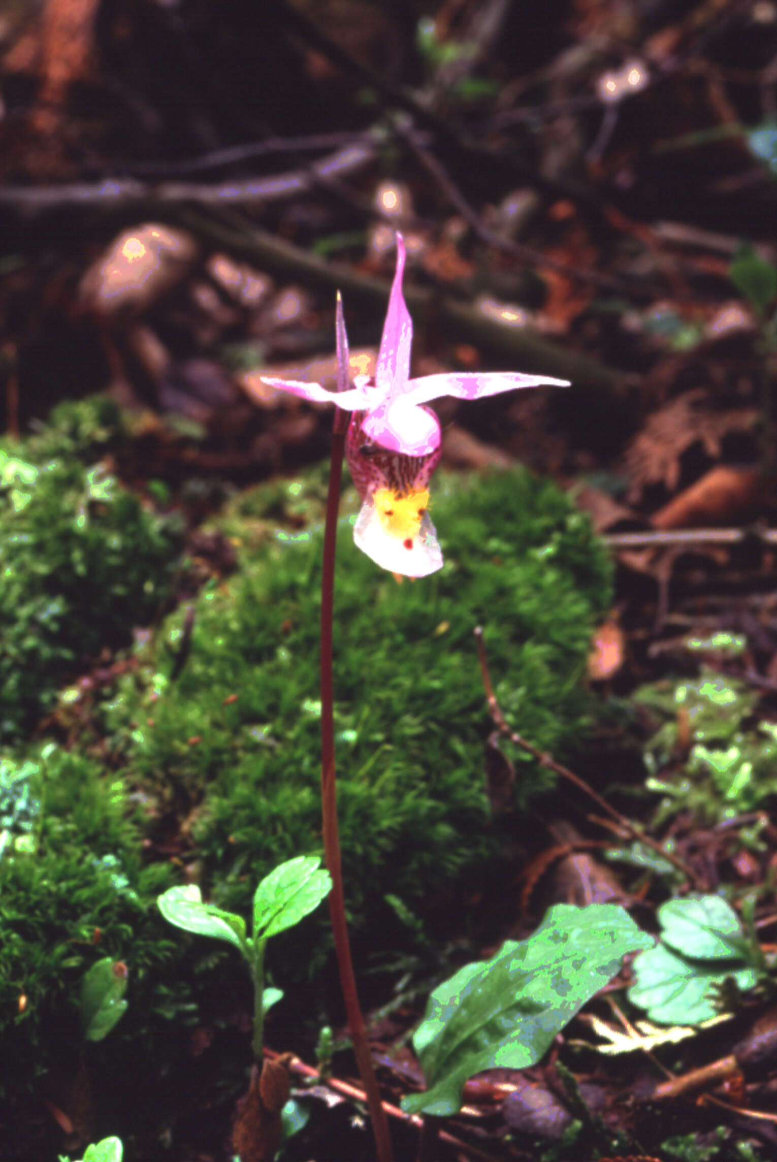 Image of calypso orchid