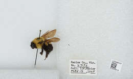 صورة Bombus bimaculatus Cresson 1864