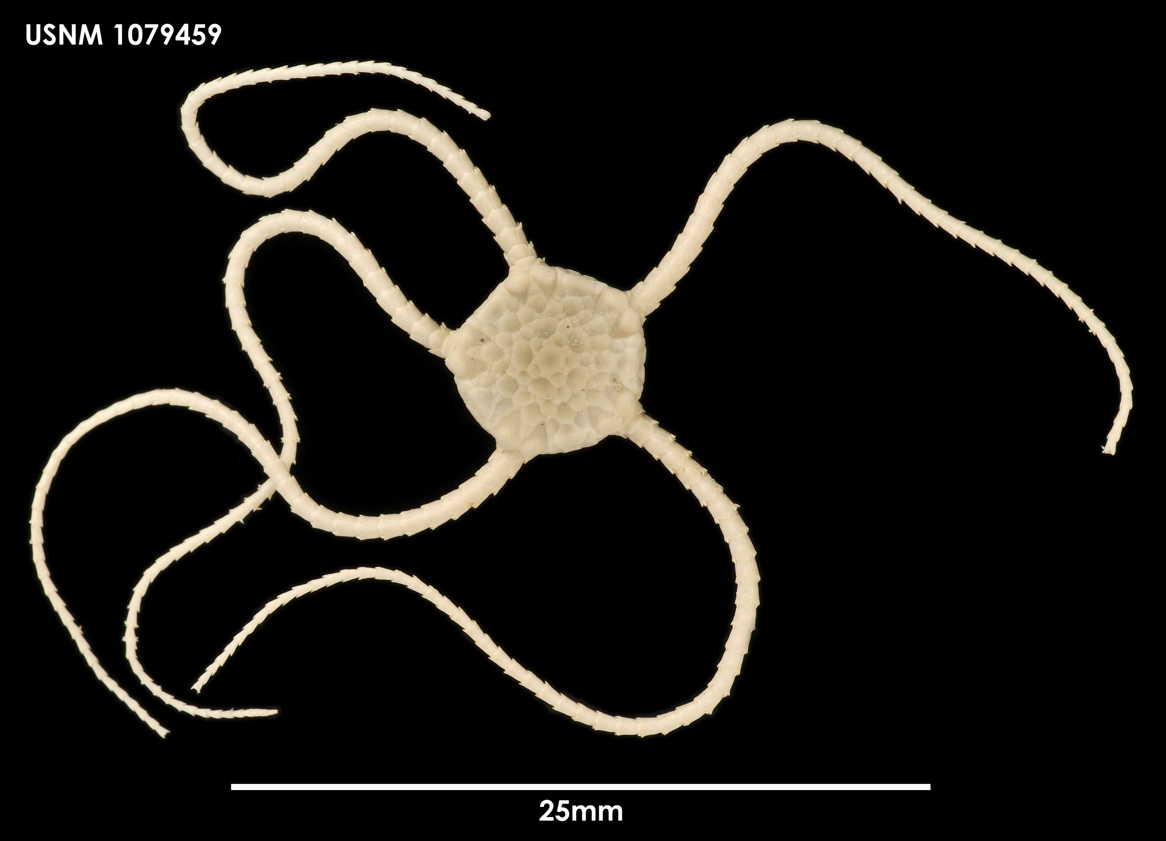 Image of Ophiura rouchi (Koehler 1912)