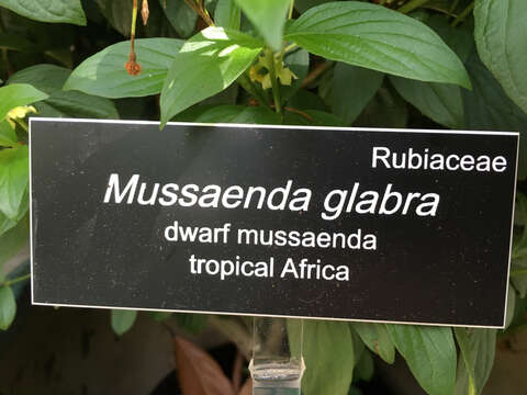 Image of Mussaenda glabra Vahl