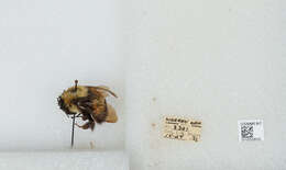 Слика од Bombus affinis Cresson 1864