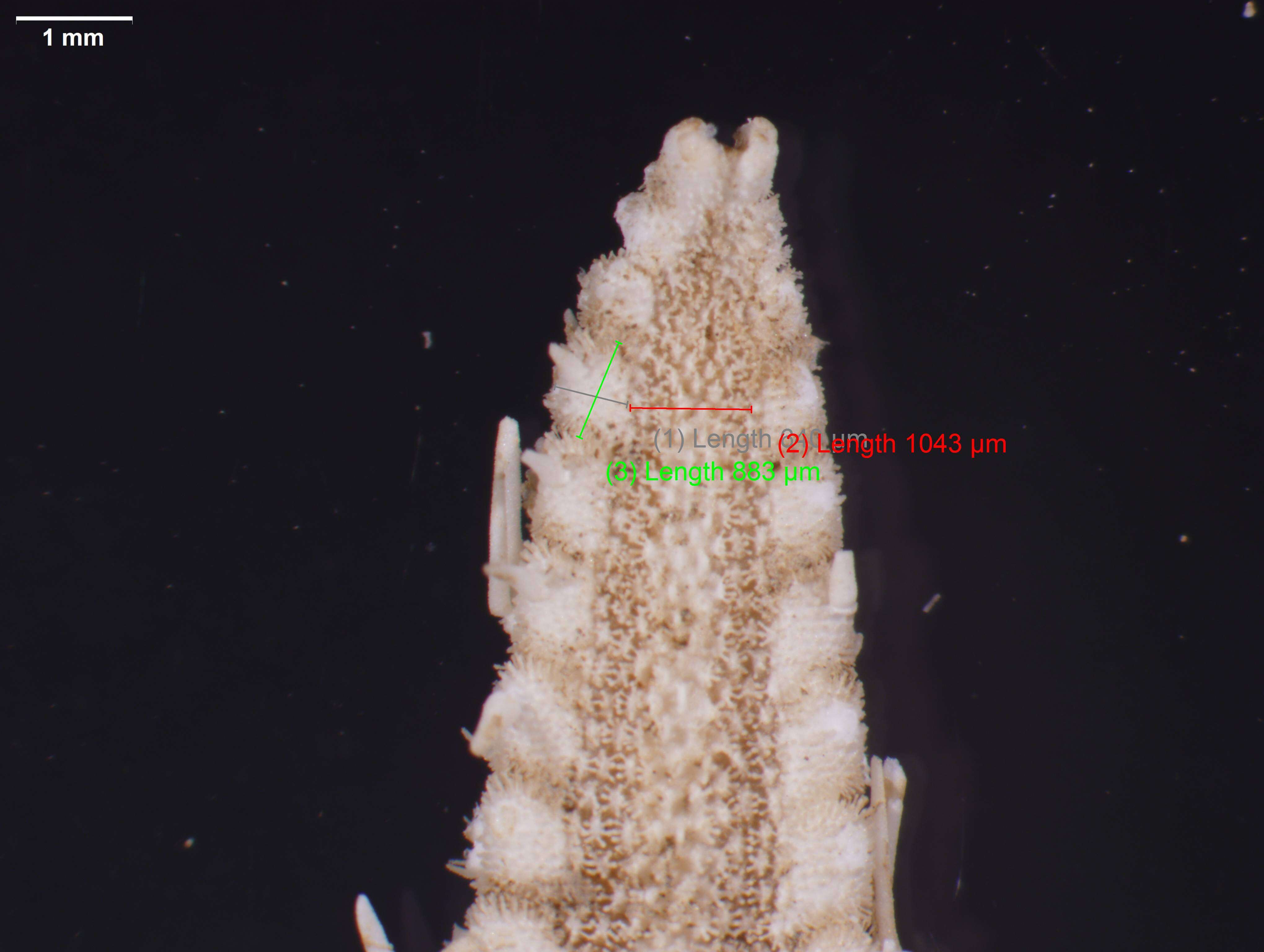 Image of Astropecten antillensis Lütken 1859