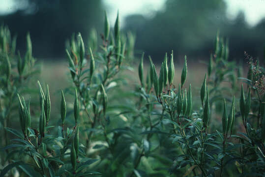 Image of swamp milkweed