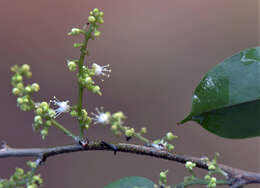 Image of Thinouia trifoliata (Radlk.) Acev.-Rodr. & Ferrucci