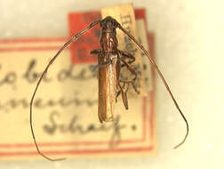 Image of Malobidion brunneum Schaeffer 1908