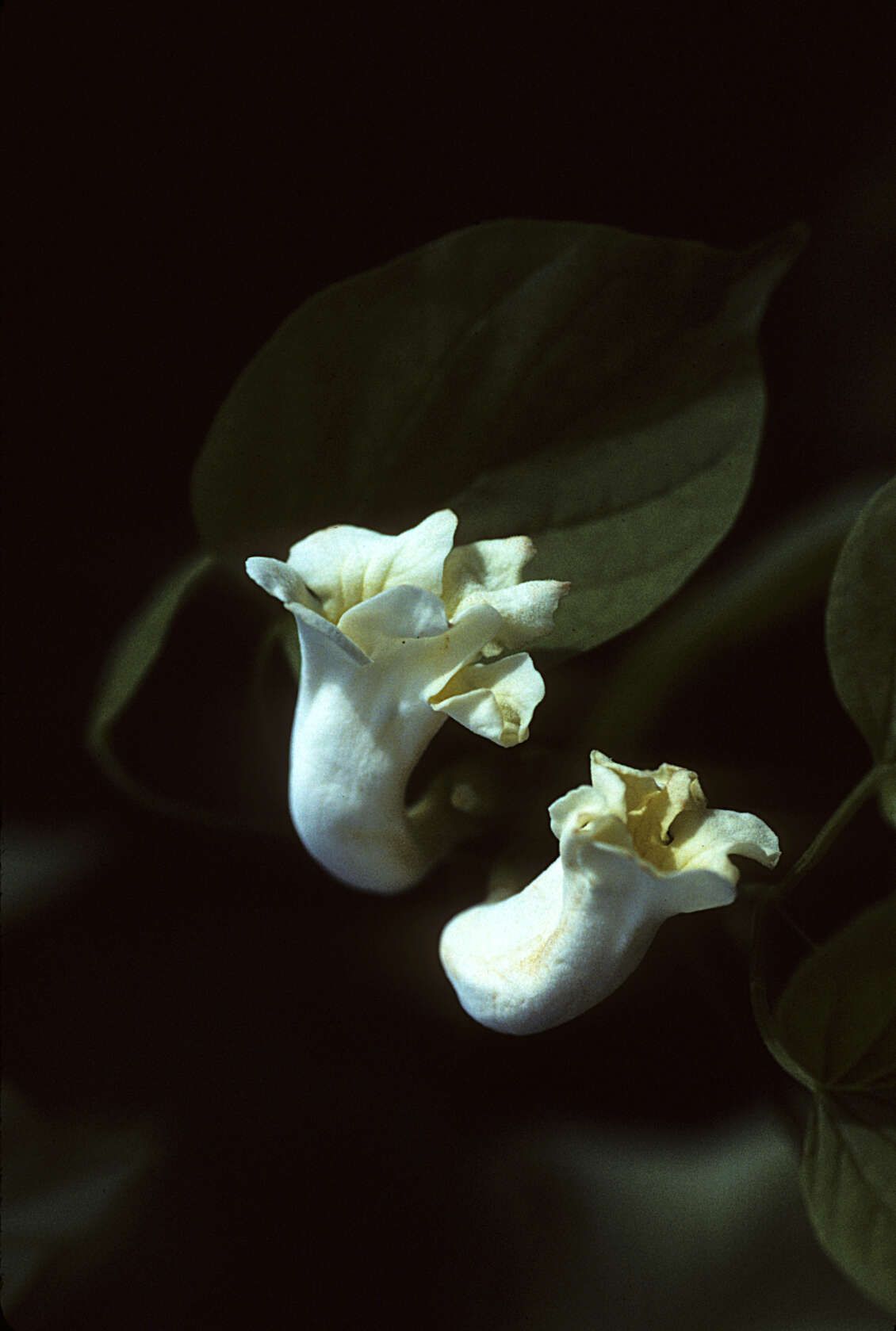Amphilophium crucigerum (L.) L. G. Lohmann resmi