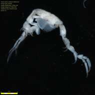 Image of Skeleton shrimp