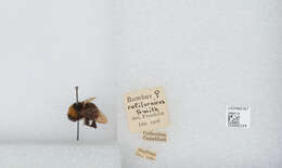 Imagem de Bombus californicus Smith 1854