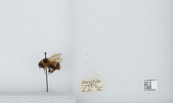 Image of Frigid Bumble Bee