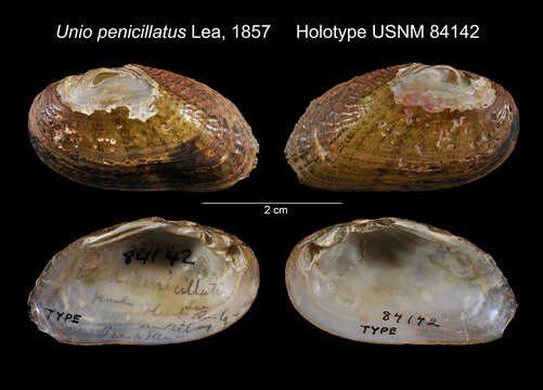 Image of Unio penicillatus I. Lea 1857
