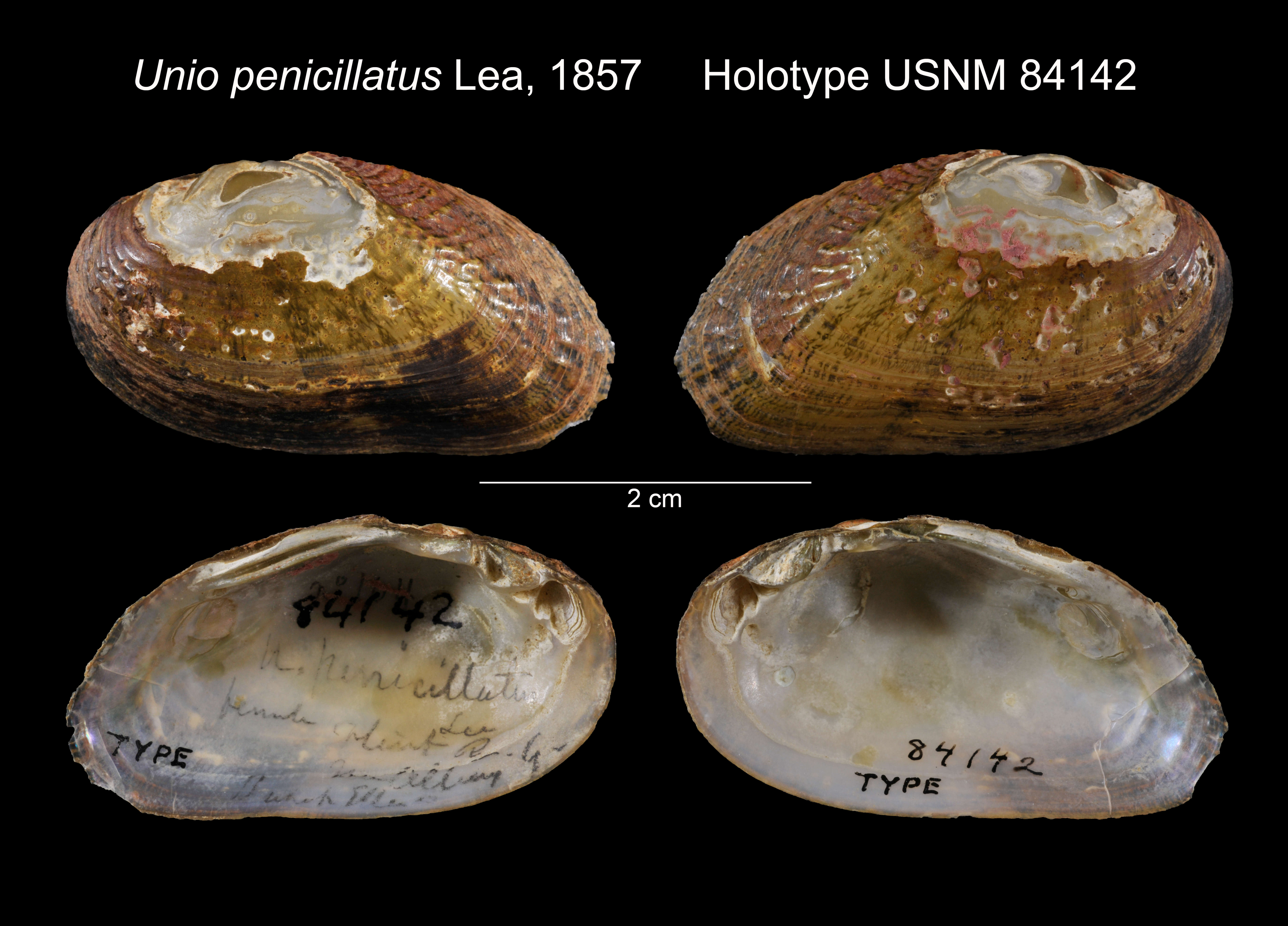 Imagem de Unio penicillatus I. Lea 1857