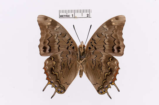 Imagem de Charaxes etheocles Cramer 1777