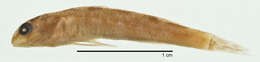 Image de Etheostoma rupestre Gilbert & Swain 1887