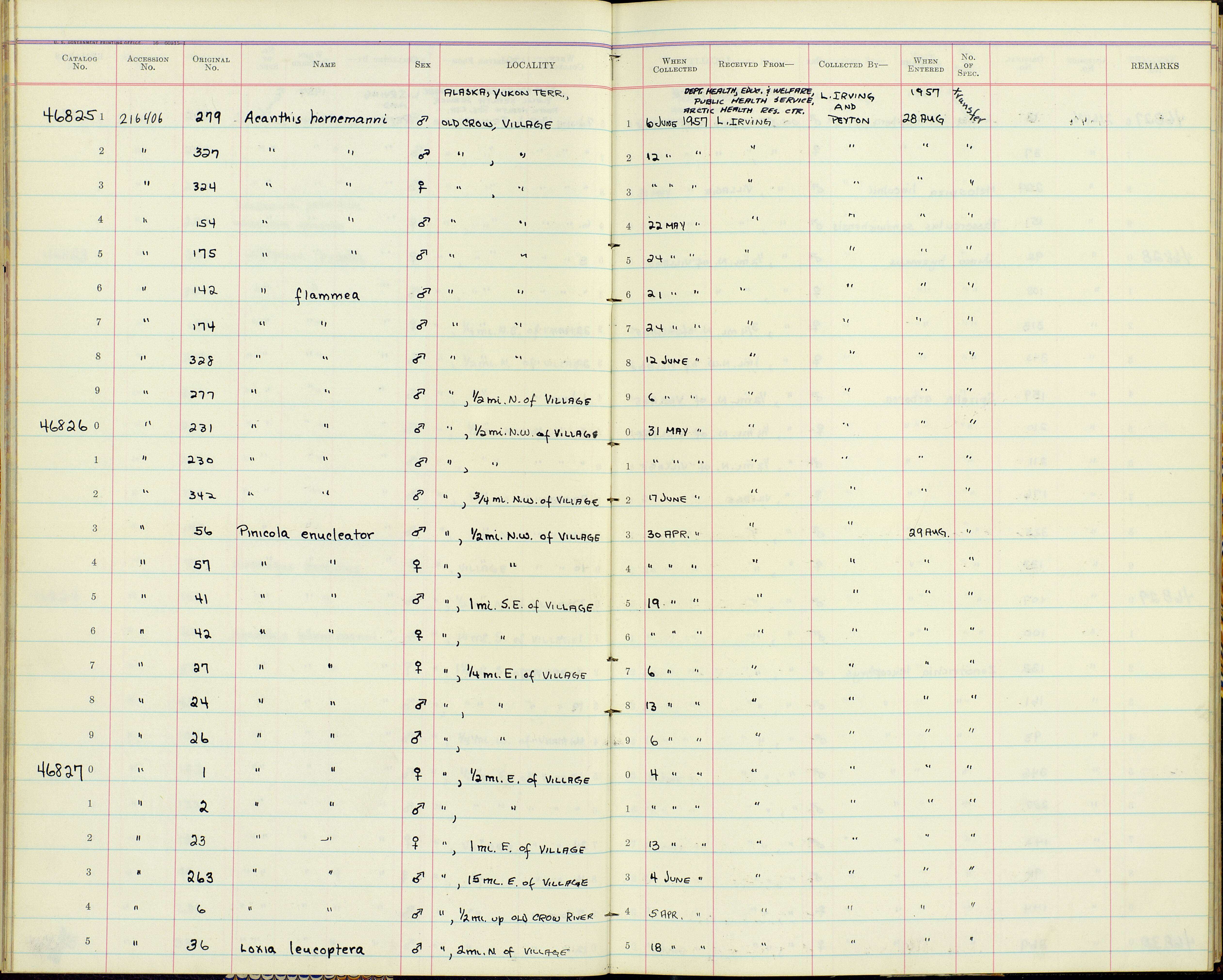 Pinicola enucleator alascensis Ridgway 1898 resmi