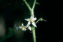 Imagem de Solanum capsicoides Allioni