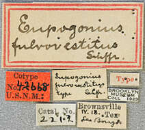 Imagem de Eupogonius fulvovestitus Schaeffer 1905