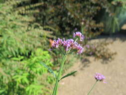 Image of purpletop vervain