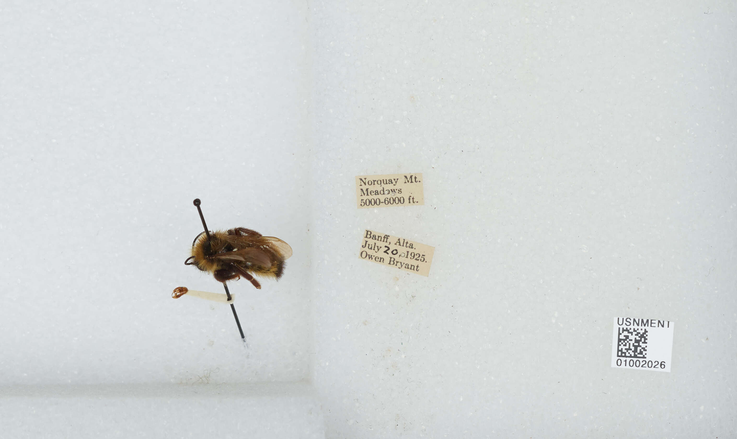 Image de Bombus insularis (Smith 1861)