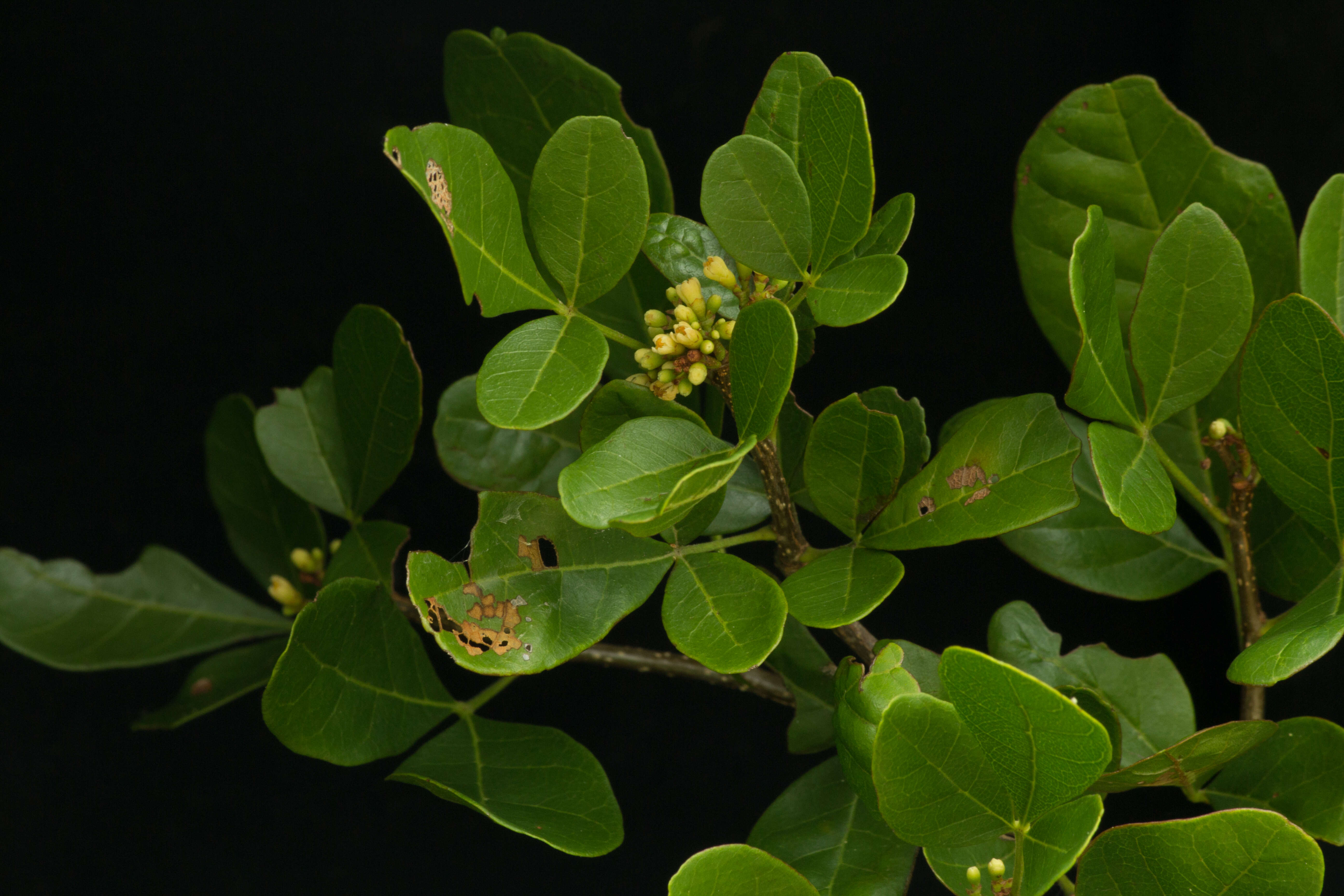 Image of Trichilia trifolia L.