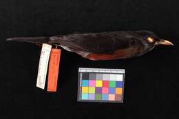 Image of Turdus swalesi swalesi (Wetmore 1927)