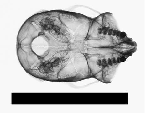 Image of Common Marmoset