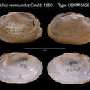 Image of Unio verecundus Gould