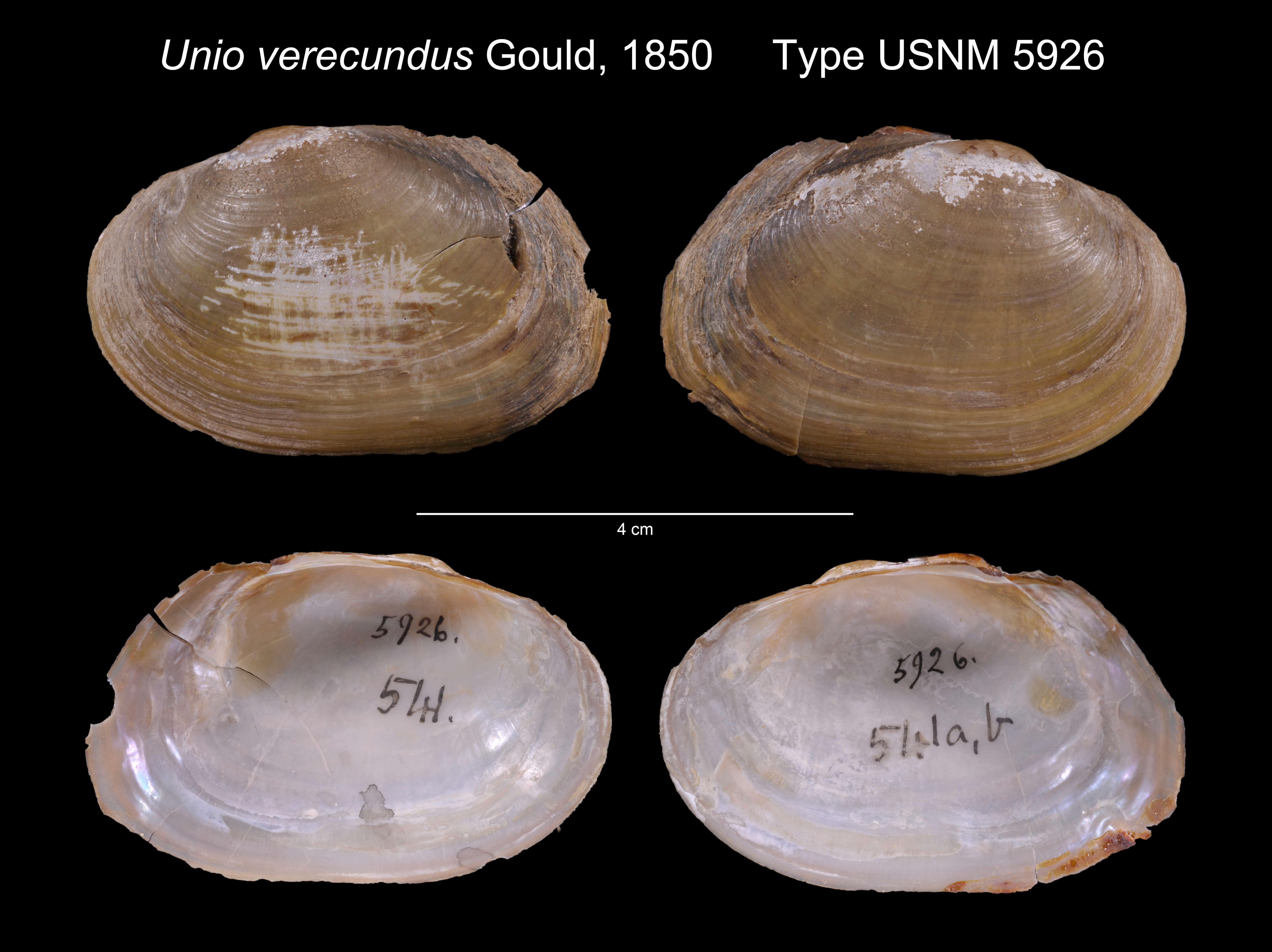 Image of Unio verecundus Gould