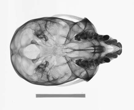 Plancia ëd Chlorocebus pygerythrus pygerythrus (F. Cuvier 1821)