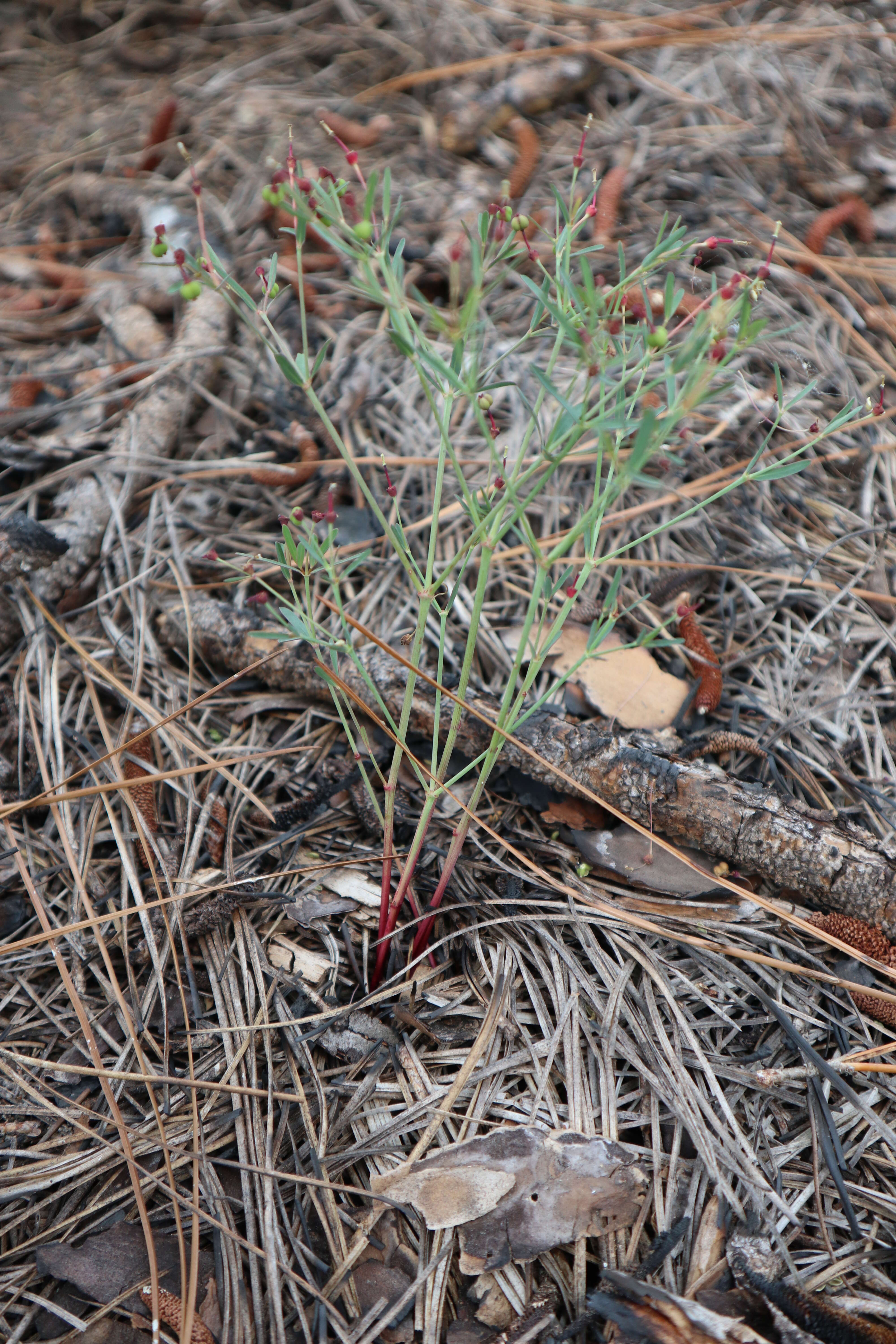 Image of coastal sand spurge