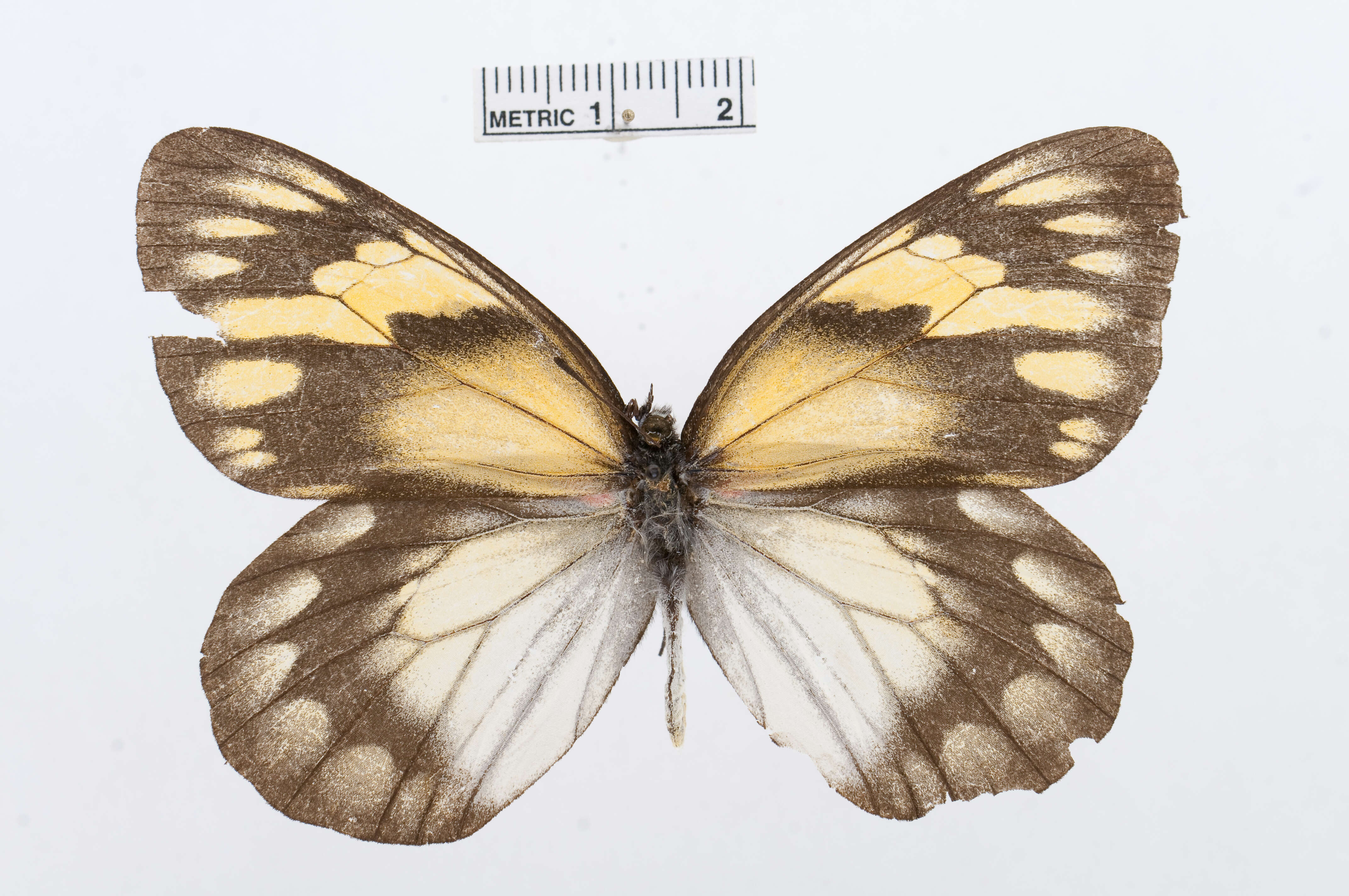 Image of Delias diaphana Semper 1878